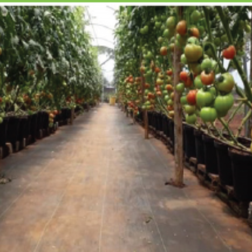 Farming e Agricultura